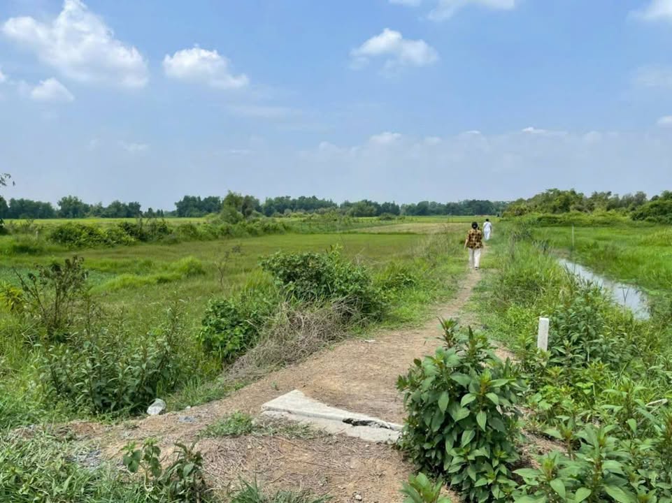 Đất lúa 10.000m² tại Phú Hòa Đông, Củ Chi - Giá chỉ 6.6 tỷ, bán nhanh!