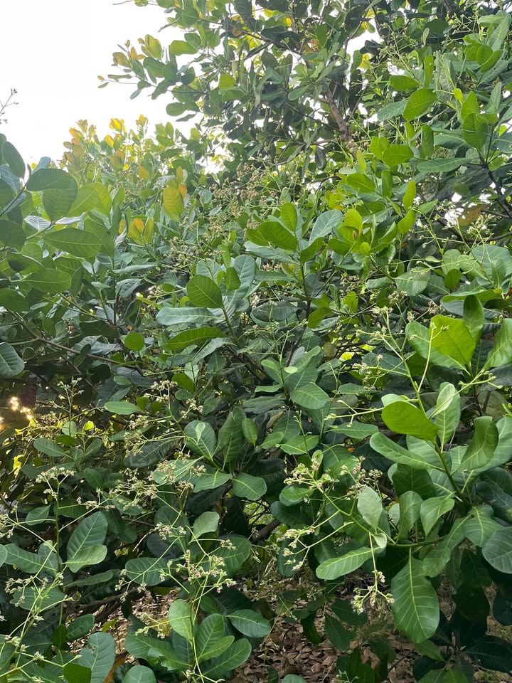 Đất nông nghiệp Phú Nghĩa 34.000m² giá 12 tỷ - Sổ đỏ chính chủ, đường ô tô vào thoải mái!