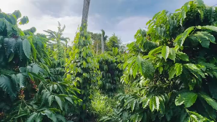 Farm Đắk Nông 1h7 giá thỏa thuận - Tiềm năng phát triển lớn!