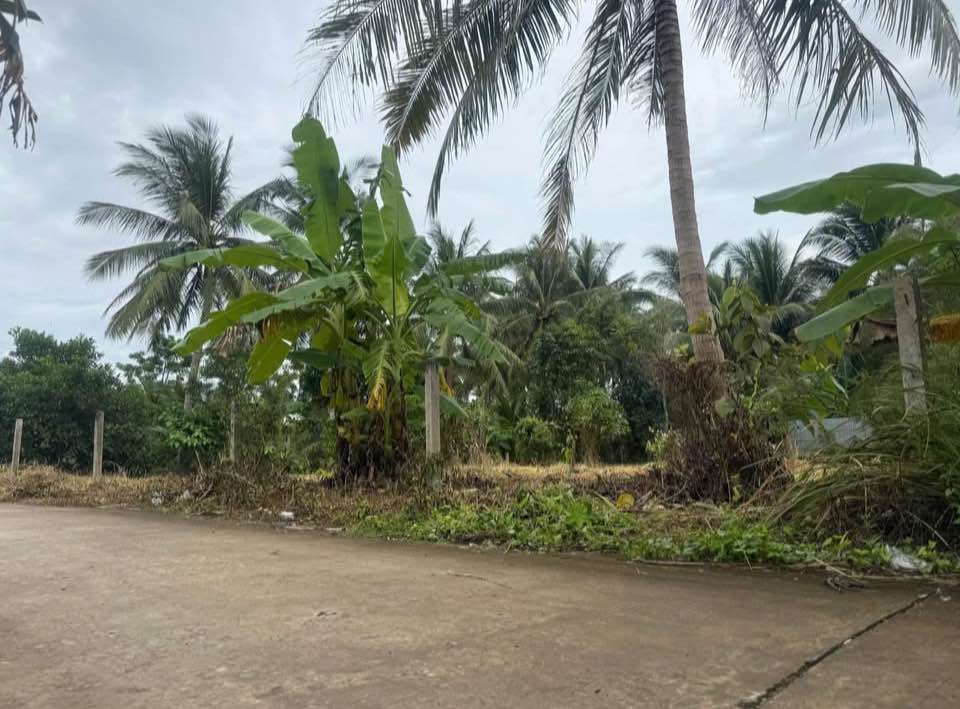 Đất nền biệt thự Phú Túc Bến Tre 520m² giá 930 triệu - Sẵn sàng xây dựng ngay!