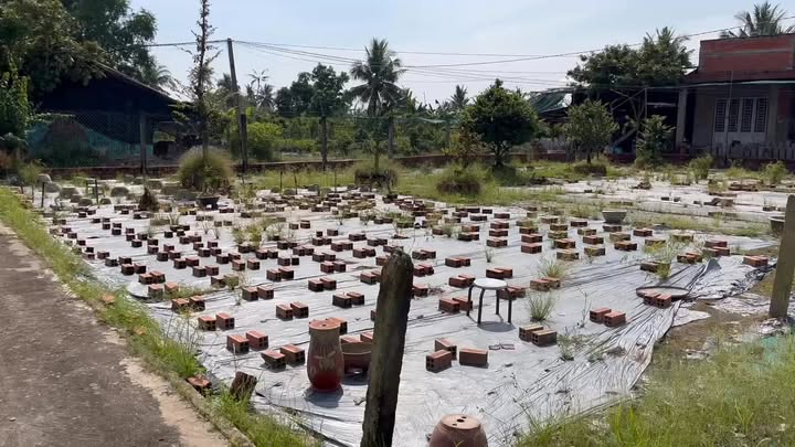 Đất ở Vĩnh Thành, Chợ Lách 1000m² giá 700 triệu - Tiềm năng đầu tư cao!