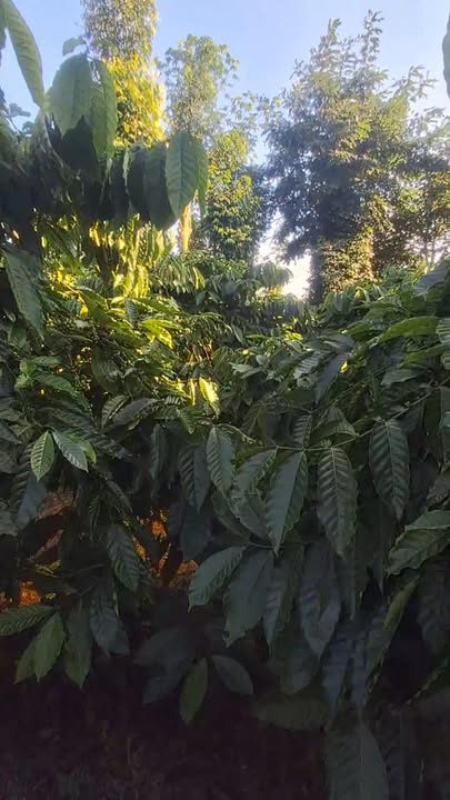 Farm 18,000m² tại Đắk Lao - Giá thỏa thuận, vị trí đắc địa bên mặt đường!