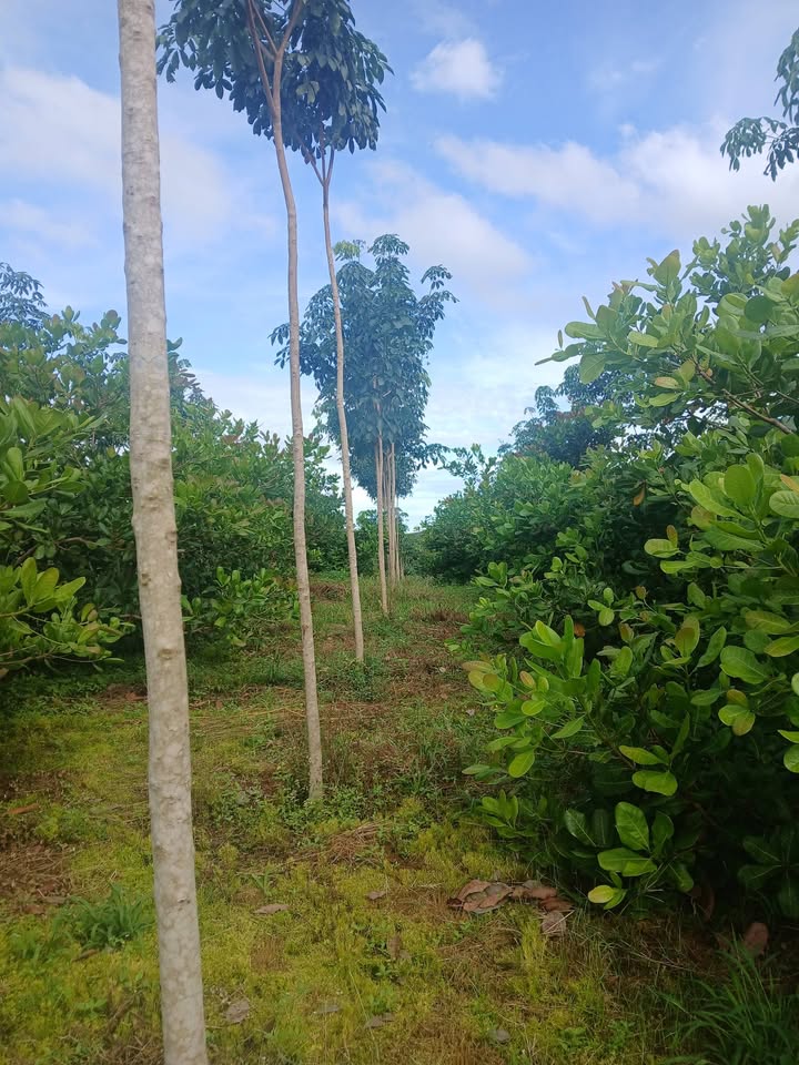 Farm 4.8ha thôn Đức Lập, Phú Nghĩa, Bù Gia Mập giá 46.08 tỷ - Đất đẹp, sổ đỏ chính chủ!