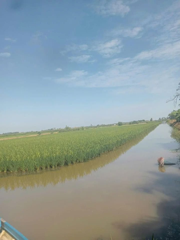 Đất ruộng tôm lúa tại Đông Hưng B, Kiên Giang, 10.000m² giá 110 triệu - Cơ hội đầu tư hấp dẫn!