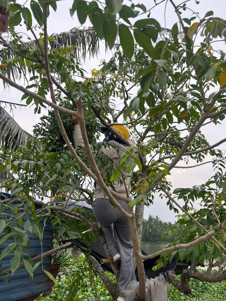 Đất nền 60m² tại Đường Hương, Hải Phòng - Giá chỉ 1.19 tỷ, pháp lý rõ ràng!