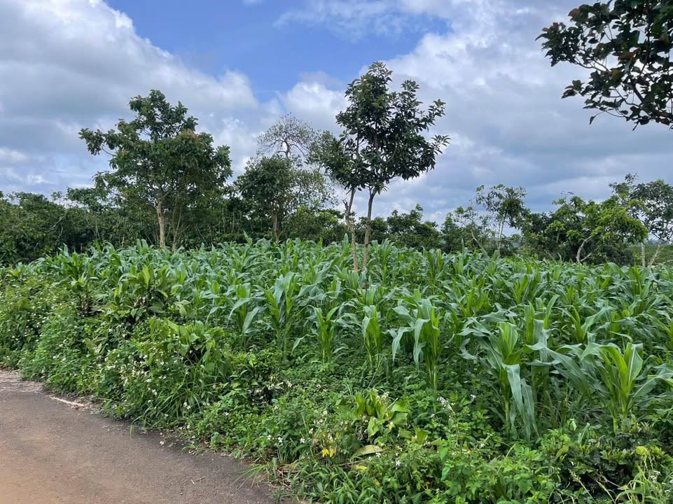 Đất thổ cư 150m², 1001.5m² Lộc Ngãi, Bảo Lâm - Giá chỉ 1.15 tỷ, thương lượng ngay!