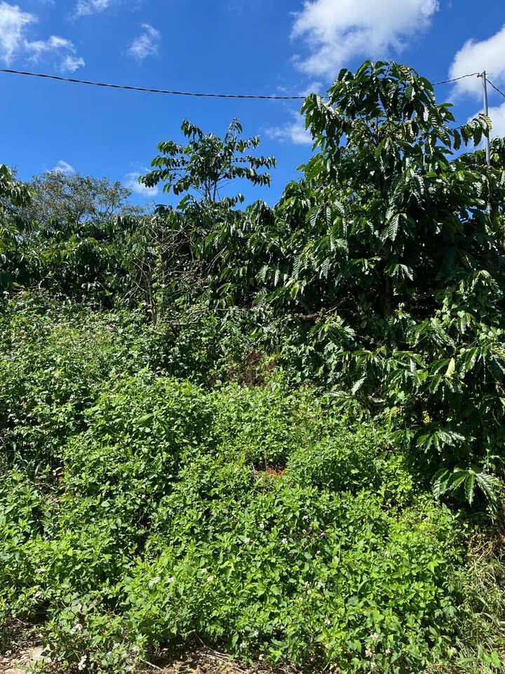 Đất nền Gung Ré Di Linh 1000m² giá 1.1 tỷ - Đầu tư sinh lời hấp dẫn!