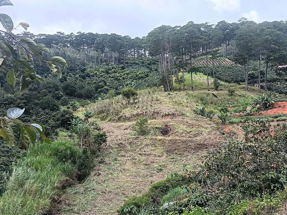 Đất nền Xuân Thọ Đà Lạt 7500m² giá 1.55 tỷ - Cơ hội đầu tư hấp dẫn!