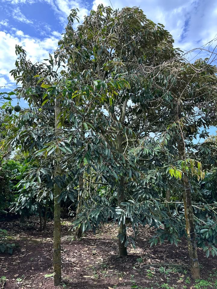 Farm 9760m² sầu riêng tại xã Ea Tul, Cư M'gar - Giá 3.9 tỷ, thương lượng nhanh!