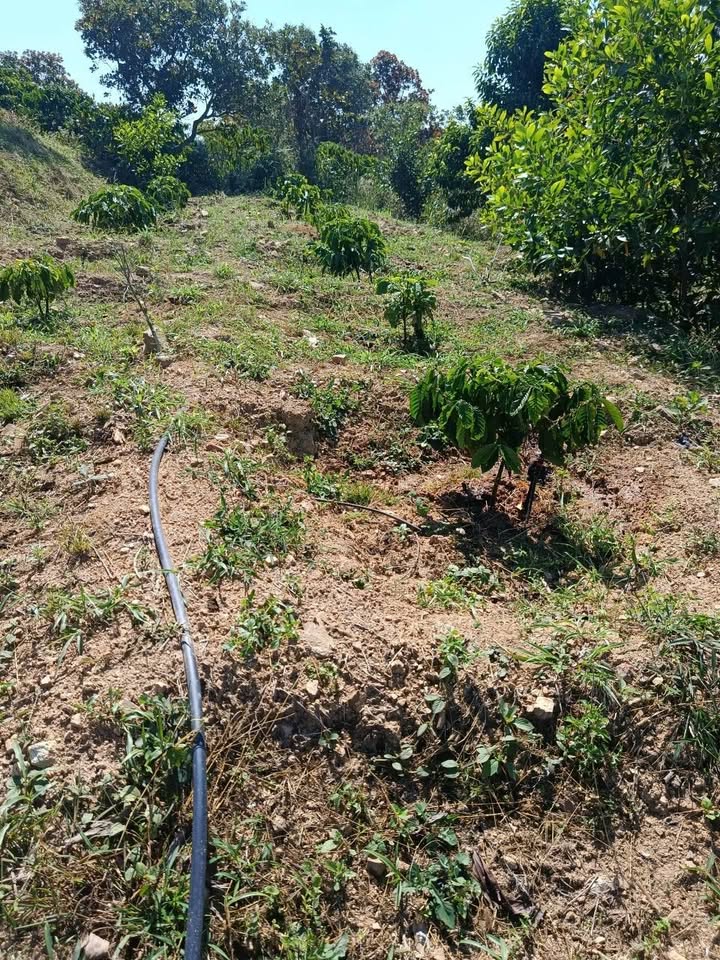 Đất Farm 1ha tại Thôn 5, Xã Ea Nam, Huyện Ea H'leo - Giá 1.5 tỷ - Đầu tư sinh lời ngay!