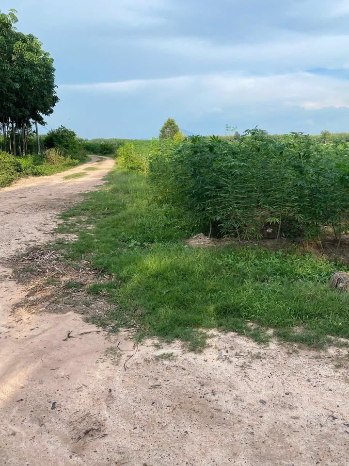 Đất nền Vịnh An, Châu Thành, Tây Ninh 1000m² - Giá chỉ 200 triệu, đầu tư sinh lời!