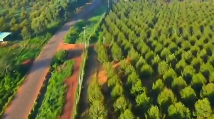 Farm 93205m² tại Chư Prông, Gia Lai - Đầu tư sinh lời từ vườn sầu riêng 12 tỷ!