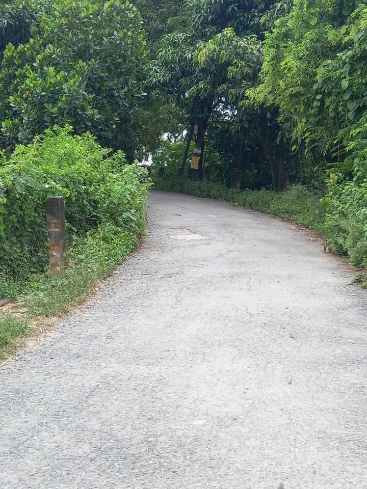 Đất thổ cư mặt tiền nhựa Tân Thạnh 100m² chỉ 195 triệu - Sẵn sàng cho bạn sở hữu!