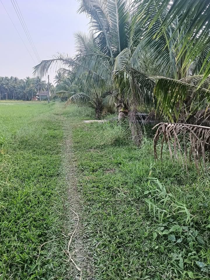 Bán vườn dừa 4200m² tại Tiểu Cần, Trà Vinh - Giá chỉ 1.176 tỷ, cơ hội đầu tư hấp dẫn!