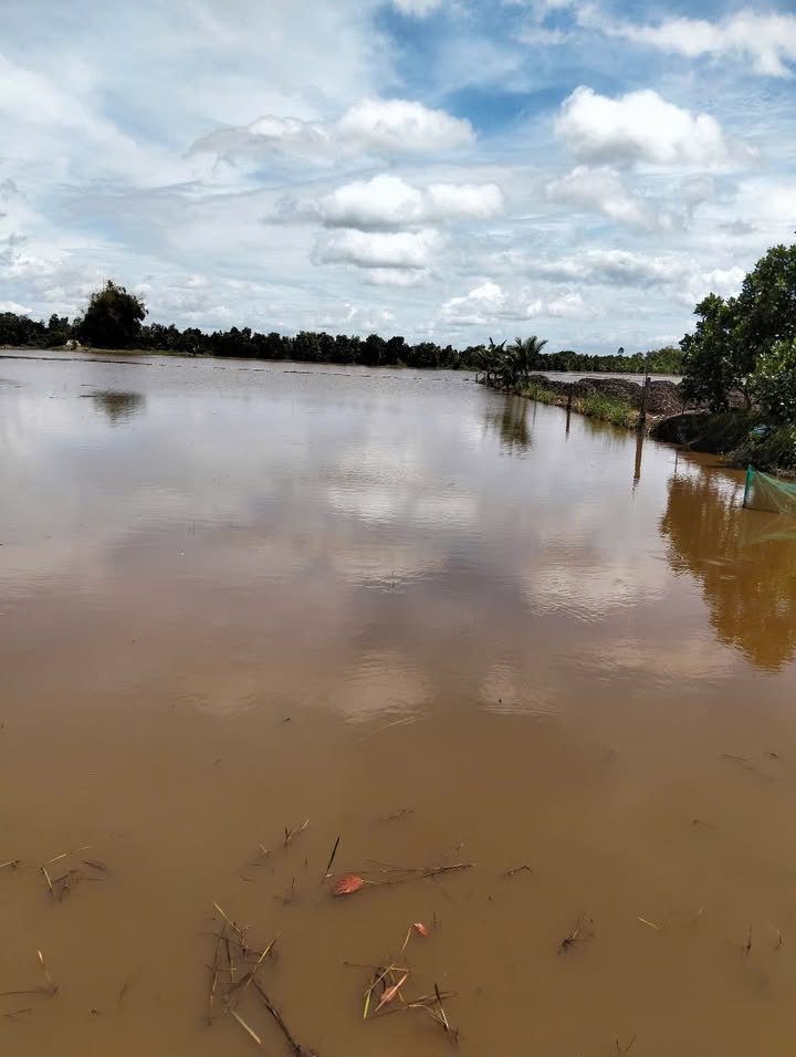 Đất ruộng cho thuê tại Mỹ Trung, Cái Bè, Tiền Giang 32.000m² - Giá chỉ 720 triệu/năm!