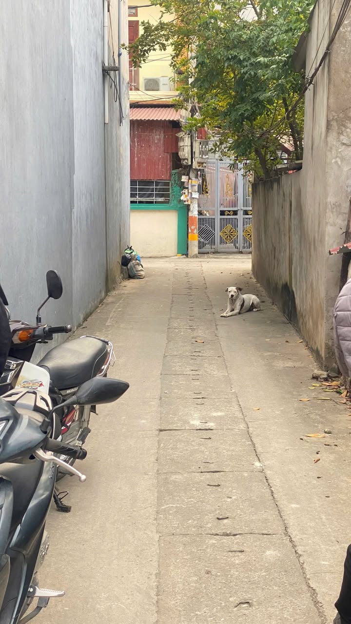 Đất thổ cư Quang Minh Mê Linh 125,5m² giá 2,51 tỷ - Mặt tiền khủng, an ninh tốt!