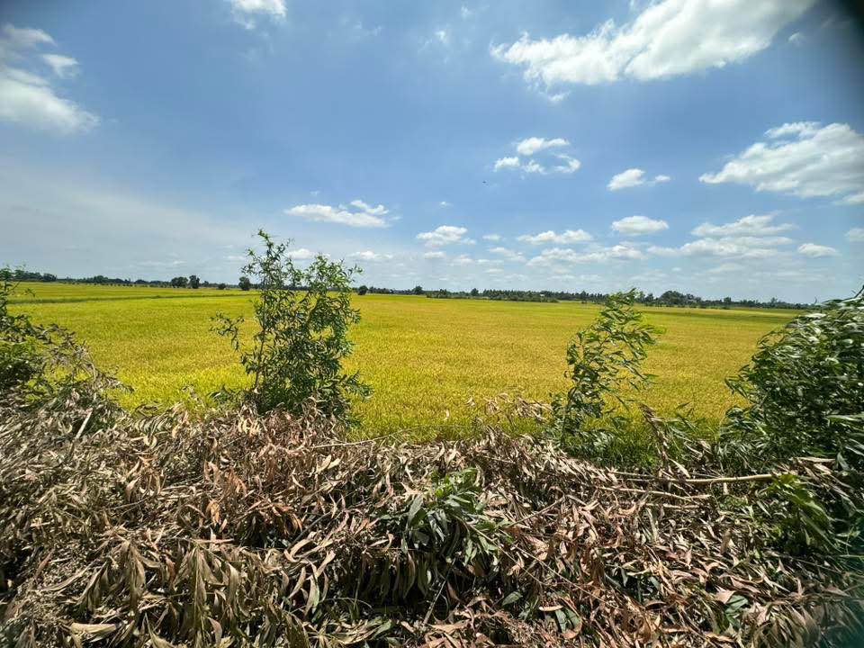 Đất lúa Thủy Tây, Thạnh Hóa 34.437m² giá 4.2 tỷ - Cơ hội đầu tư hấp dẫn!