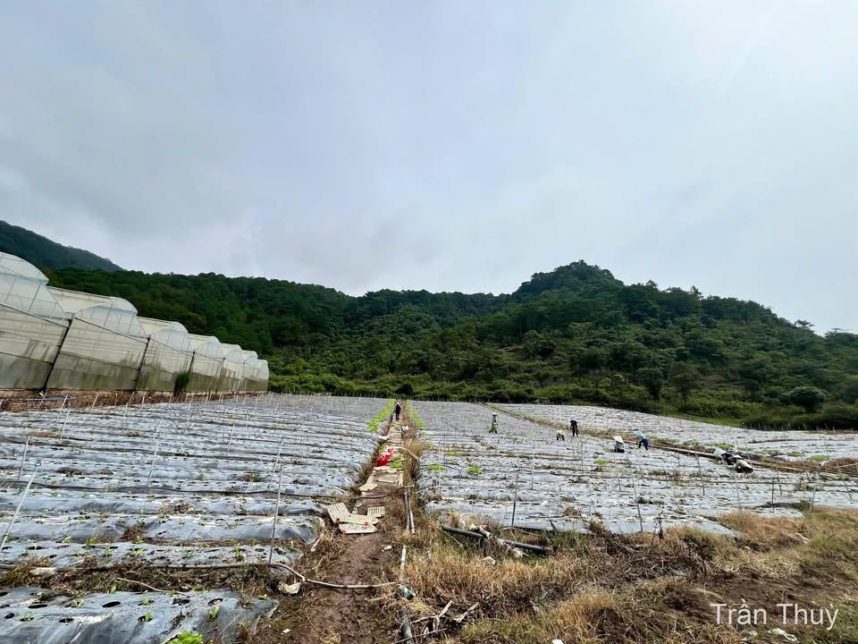 Đất thổ cư Thạnh Mỹ Đơn Dương 200m² giá 2.5 tỷ - Đầu tư lý tưởng cho nghỉ dưỡng!