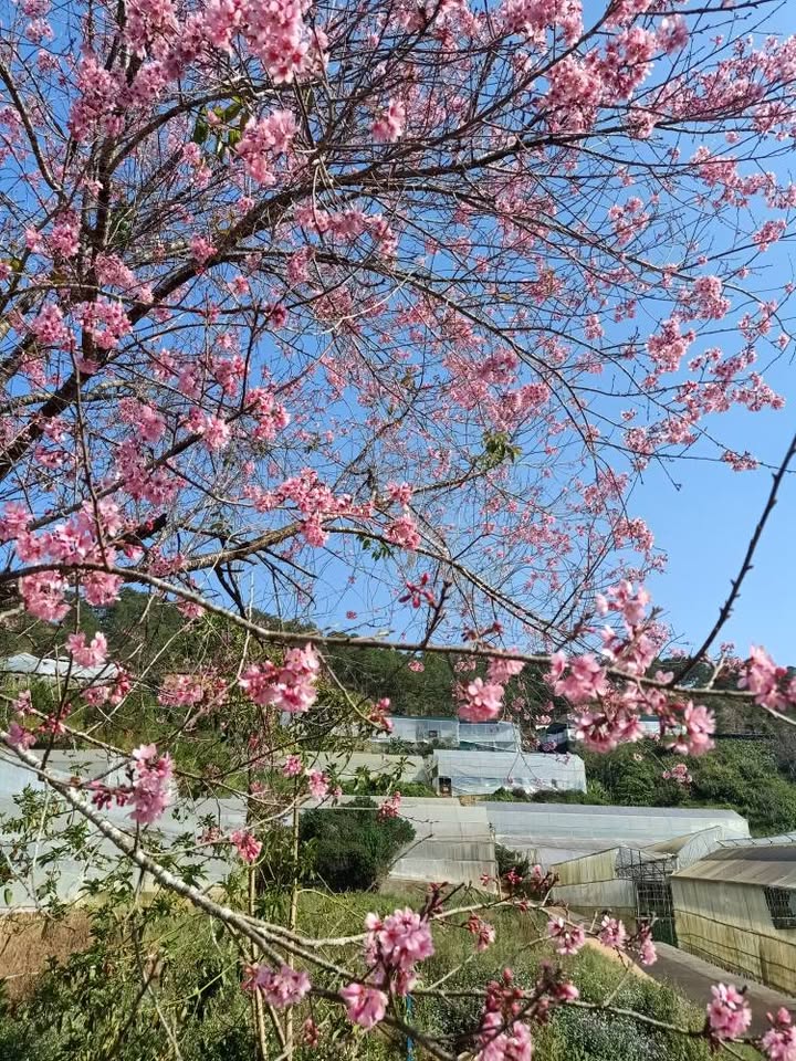 Nhà chính chủ Đà Lạt 90m² giá 2.6 tỷ - Sổ hồng cầm tay, sân đậu ô tô!