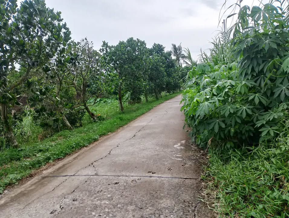 Đất nền Tân Thới, Phong Điền 70m² giá 400 triệu - Đầu tư sinh lời ngay!