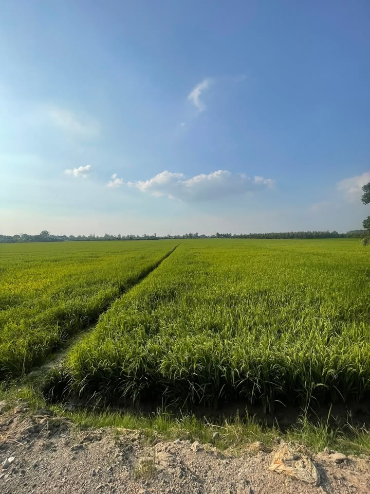 Đất nông nghiệp 63.000m² tại Mỹ Trung, Cái Bè - Giá chỉ 22.05 tỷ VND!