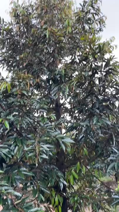 Đất Farm 130.000m² Ấp Mỹ Chánh B, Cái Bè chỉ 650 triệu - Cơ hội đầu tư tuyệt vời!