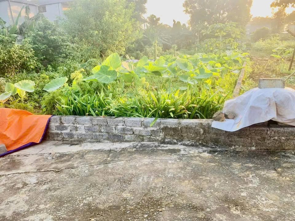 Đất nền Phú Cát, Quốc Oai 89m² giá 1.75 tỷ - Không khí trong lành, làng xóm thân thiện!