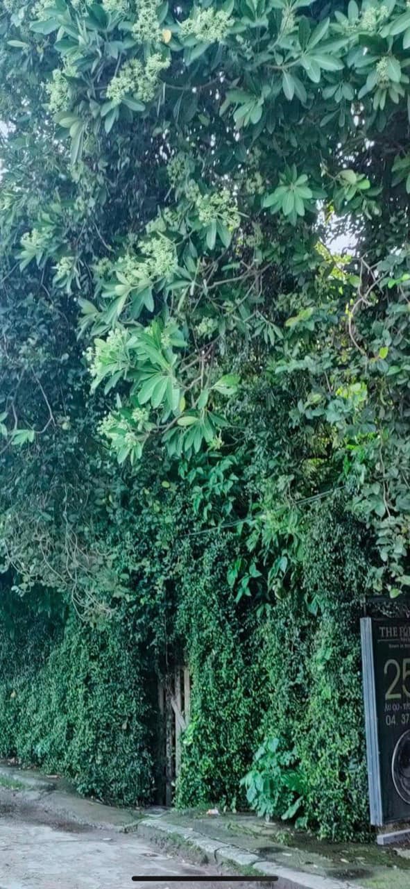 Đất mặt phố Hồng Tiến, Long Biên 4920m² giá 90 tỷ - Kinh doanh đỉnh cao!