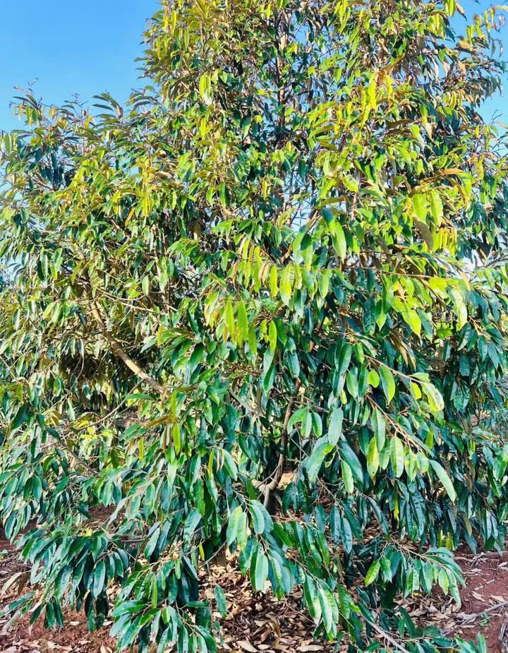 Lô đất thổ cư 1ha tại Ea Khanh, Đắk Lắk - Giá chỉ 4.79 tỷ, đầu tư sinh lời!