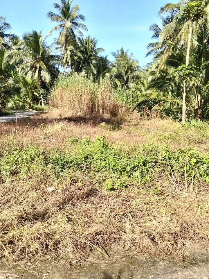 Đất nền Thanh Tân, Mỏ Cày Bắc 116m² giá 290 triệu - Sổ đỏ chính chủ!