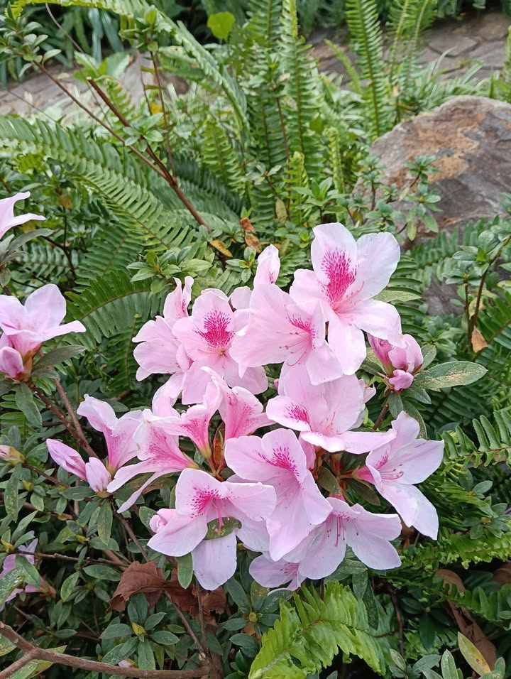 Đất thổ cư xã Thọ An, Đan Phượng 85m² giá 3 tỷ - Sổ đỏ chính chủ!