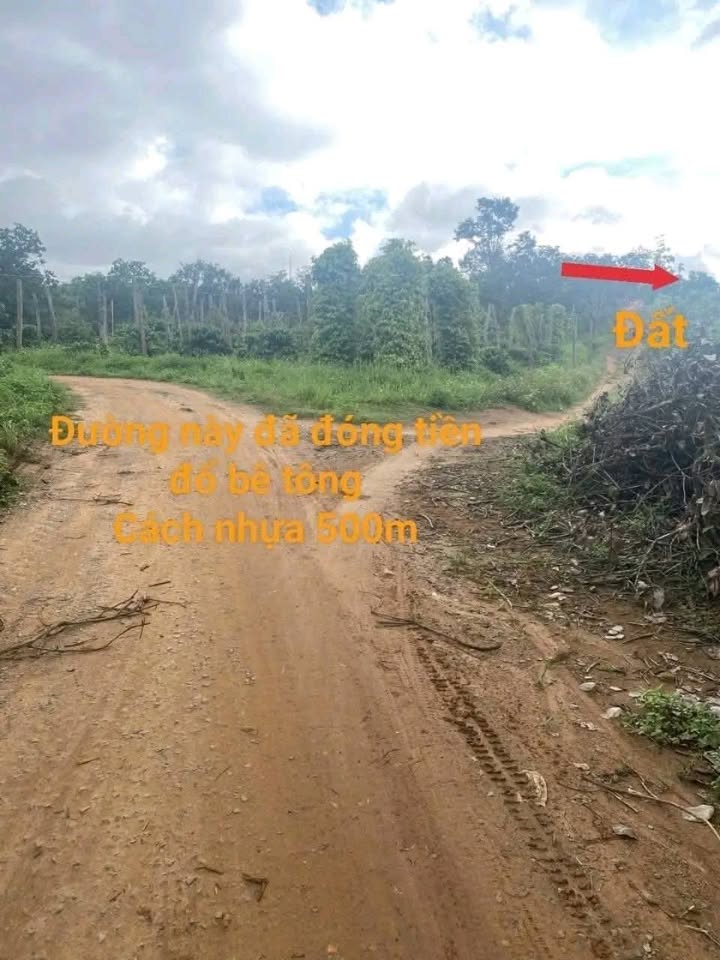 Đất nền 8 sào Thôn 5 Ea Nam - Giá chỉ 679 triệu - Đầu tư sinh lời cao!