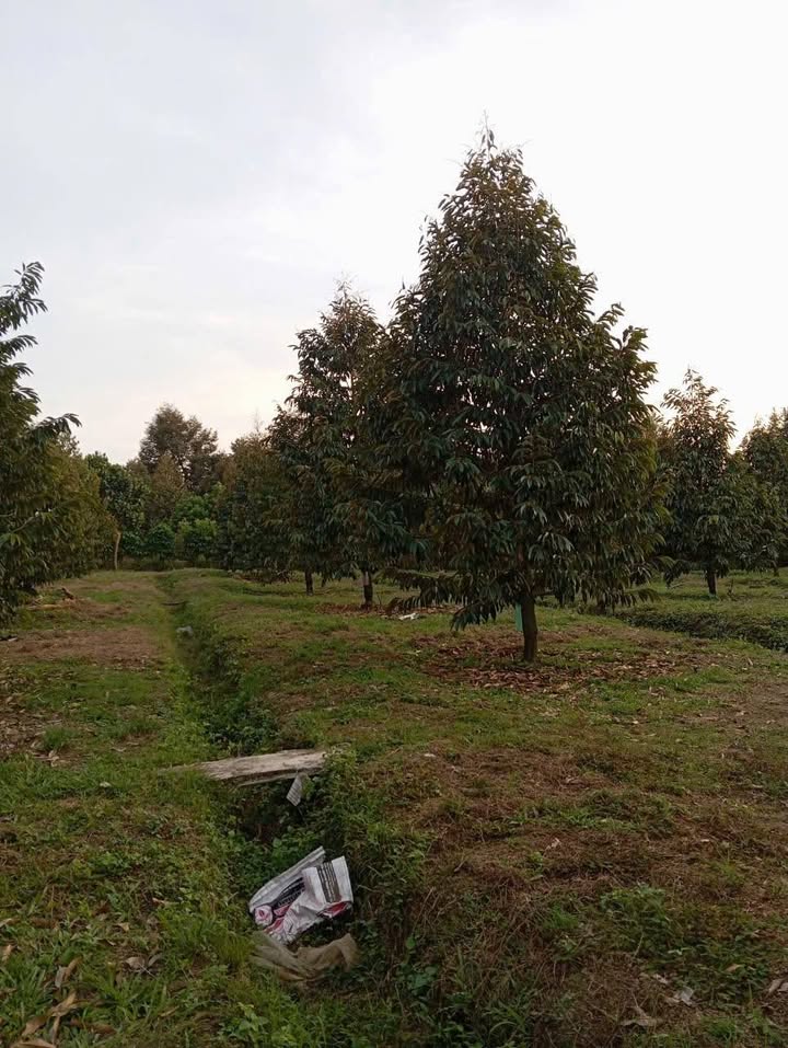 Farm Đa Kai Bình Thuận 8619m² giá 4.5 tỷ - View suối đẹp, thích hợp nghỉ dưỡng!