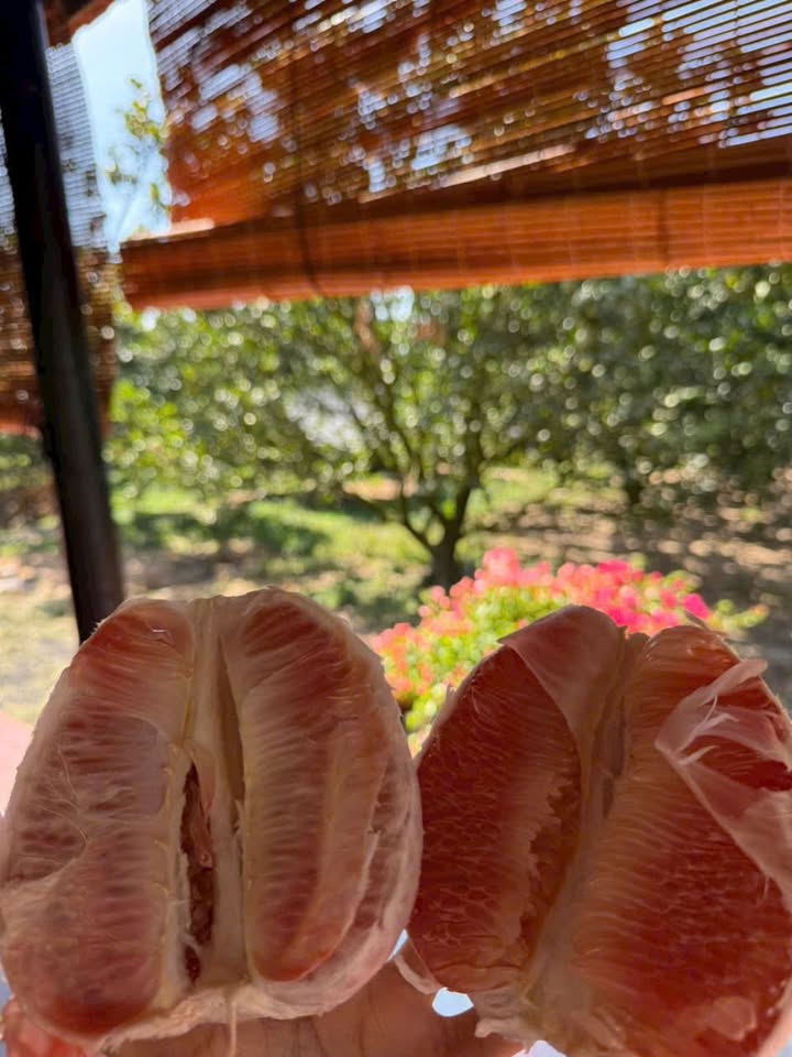 Farm vườn bưởi 2000m² tại Trừ Văn Thố giá 1.9 tỷ - Cơ hội đầu tư hấp dẫn!