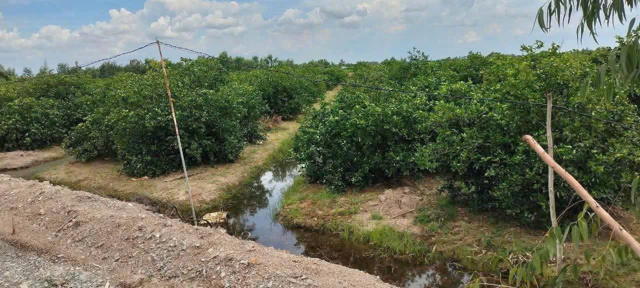 Đất vườn Tân Thành, Thủ Thừa 12.000m² giá 3.6 tỷ - Đầu tư sinh lời ngay!