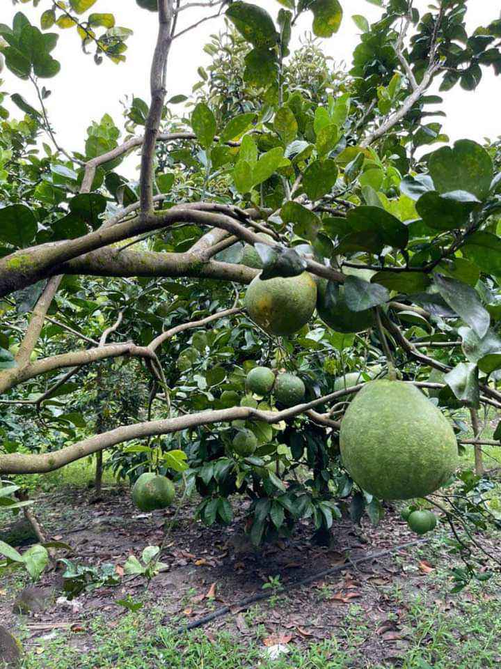 Đất vườn trái cây 640m² tại Phú Tân giá 500 triệu - Cơ hội đầu tư hấp dẫn!