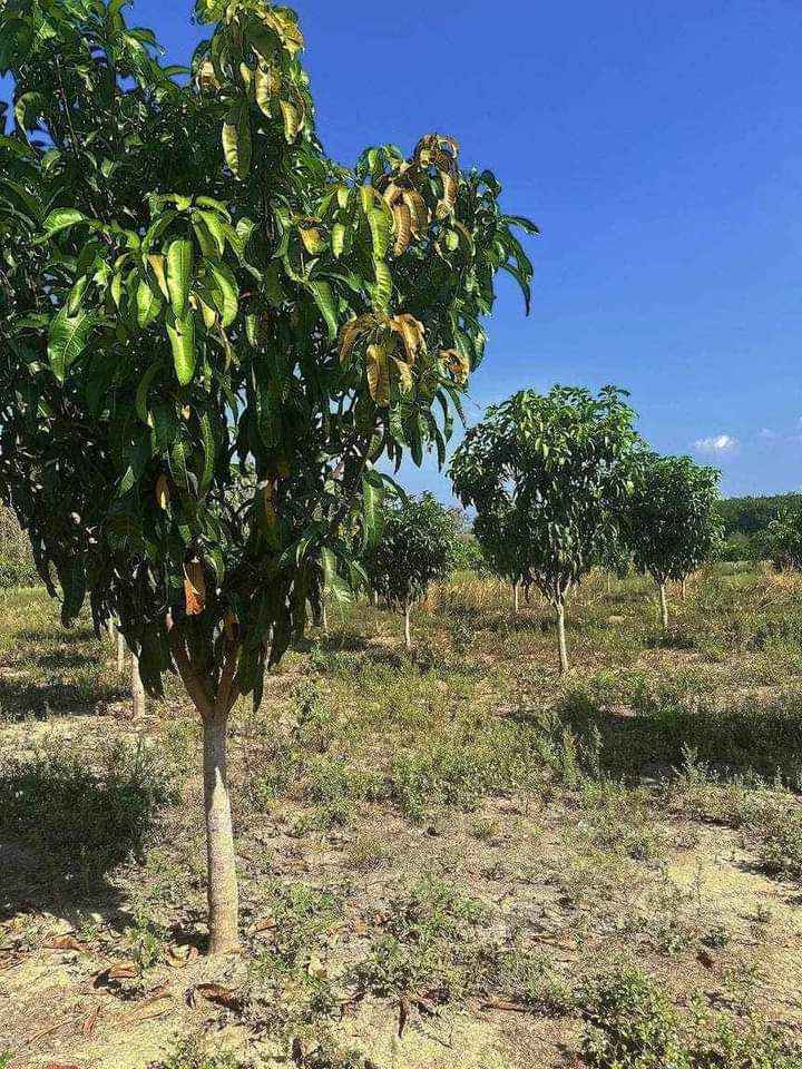 Vườn xoài 3.5 sào tại Ngọc Định, Định Quán - Giá chỉ 875 triệu - Chính chủ bán gấp!