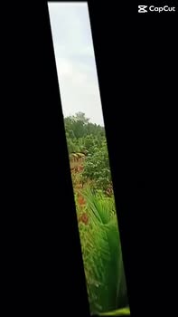 Đất Farm 150.000m² tại Lấp Vò, Đồng Tháp giá 7.5 tỷ - Tiềm năng sinh lời lớn!