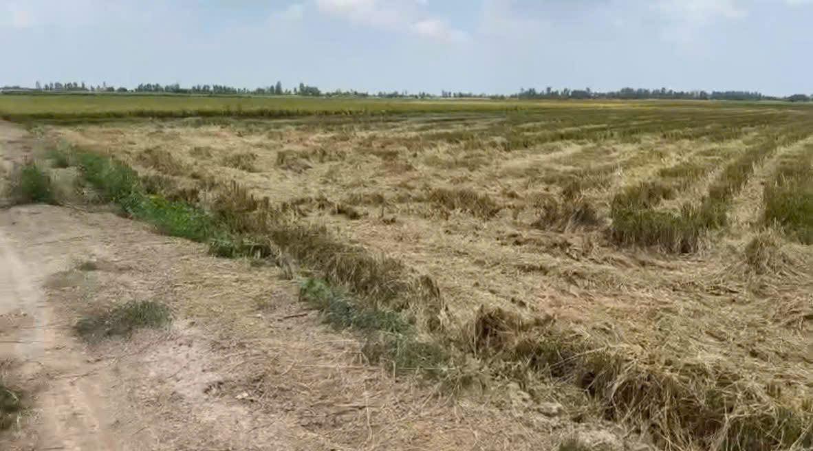 Đất nông nghiệp 5000m² mặt tiền xã Hòa Bình Cũ, Tam Nông - Giá chỉ 575 triệu