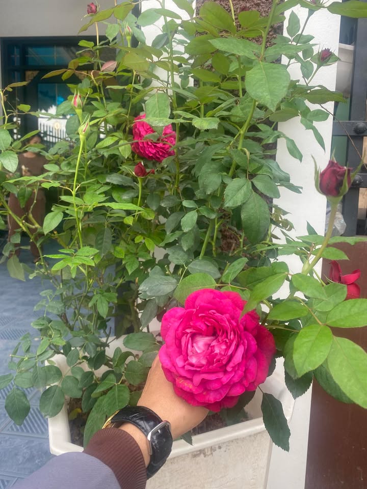 Đất nền Đồng Tiến Yên Thế 102m² giá chỉ 300 triệu - Cơ hội đầu tư hấp dẫn!