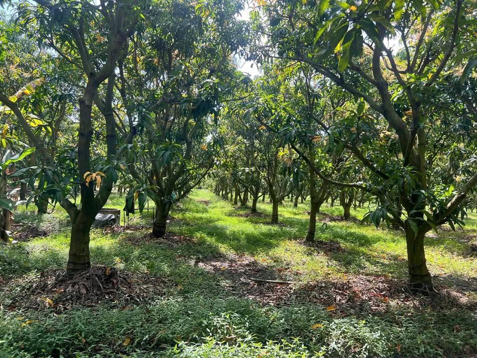 Đất vườn Cam Thành Bắc 2400m² giá 864 triệu - Tiềm năng sinh lời cao!