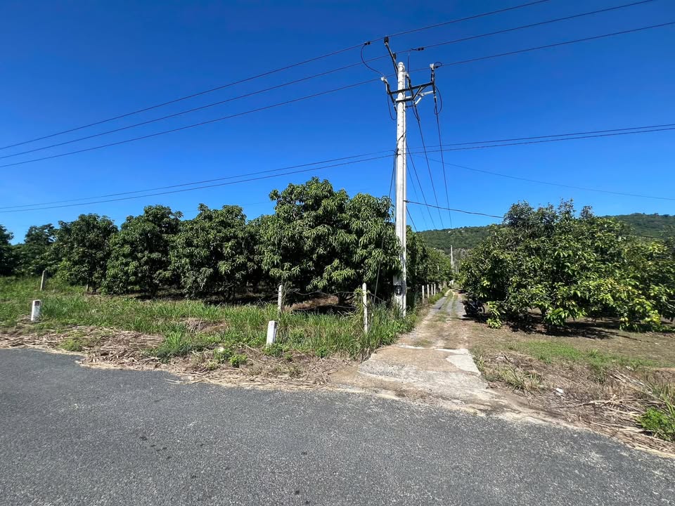 Đất vườn Cam Hiệp Bắc 10,800m² - Đầu tư sinh lời với 2 mặt tiền đường