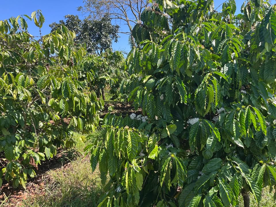 Đất Farm Đan Phượng 18.000m² giá chỉ 1.05 tỷ - Cơ hội đầu tư hấp dẫn!