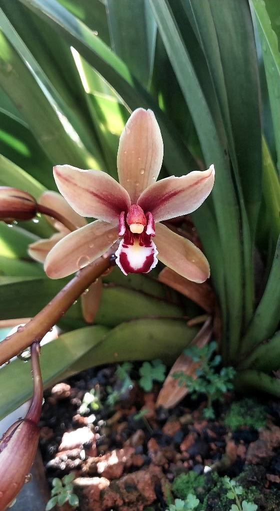 Đất nền Trảng Dài Biên Hòa 115m² giá 1.44 tỷ - Sổ đỏ chính chủ, gần trường đại học!