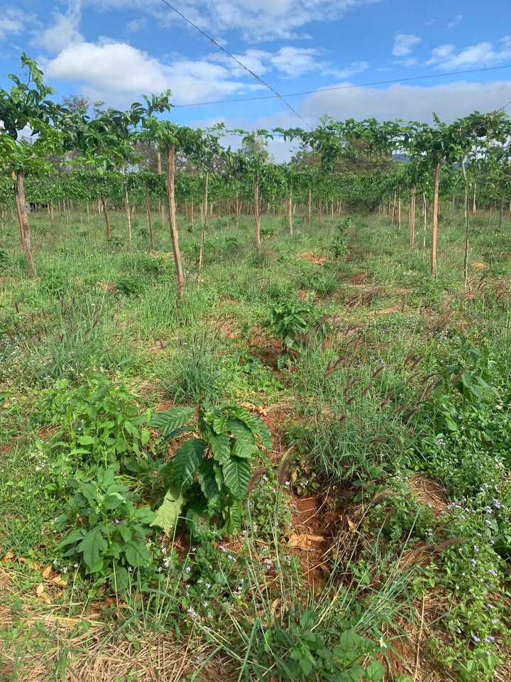 Đất nông nghiệp Lơ Pang, Mang Yang 7 sào - Chính chủ bán, giá tốt!