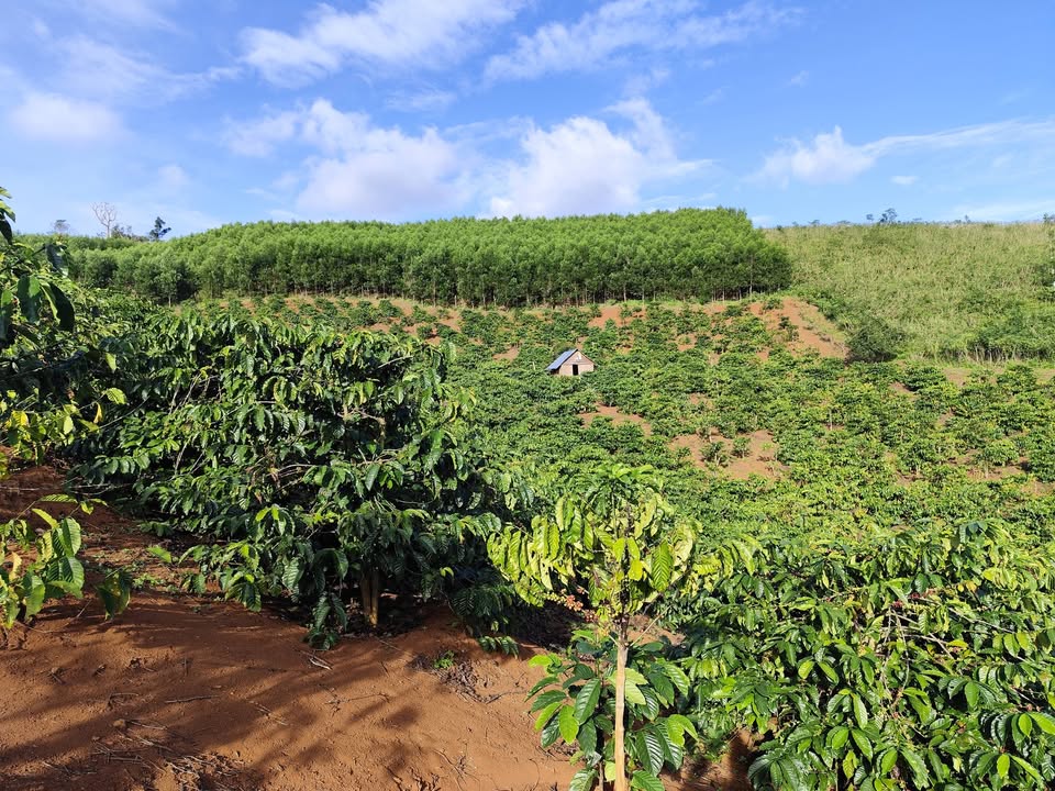 Farm 1.3 héc ta tại Sơn Lang, Kbang, Gia Lai - Giá chỉ 580 triệu!