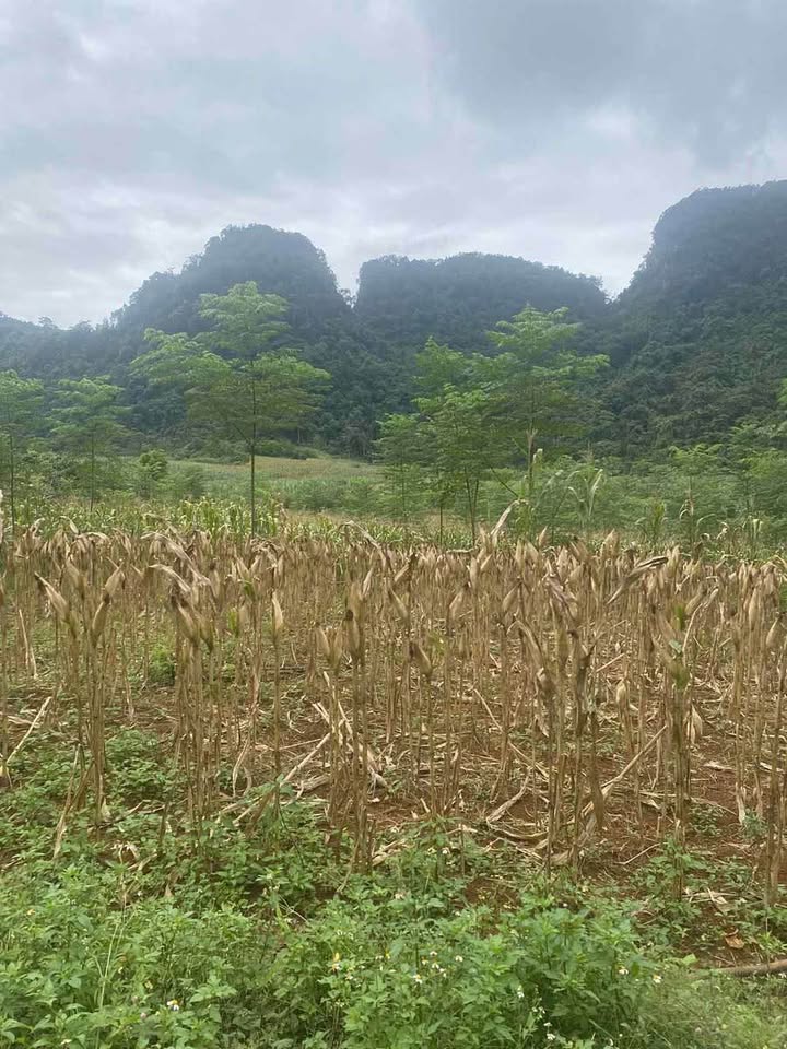 Đất Phong Quang, Phường Hà Giang 5.444m² giá 1.03 tỷ - Vị trí đắc địa cho đầu tư!