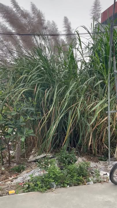 Đất nền tại TDP Thần Nữ, phường Bạch Thượng, 84m² giá chỉ từ 2 tỷ - Cơ hội vàng đầu tư!