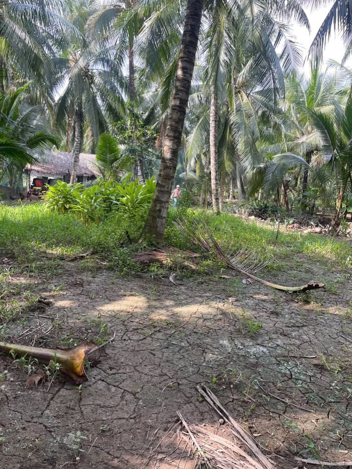 Đất vườn Đa Phước Hội, Mỏ Cày Nam 2000m² giá 800 triệu - Cơ hội đầu tư tuyệt vời!