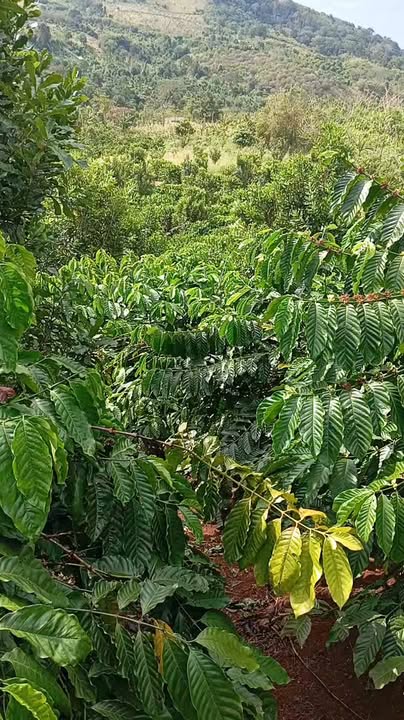 Đất nền 7500m² tại Quảng Trực, Tuy Đức - Chính chủ, giá chỉ 800 triệu!